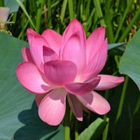 Санджи Буваев