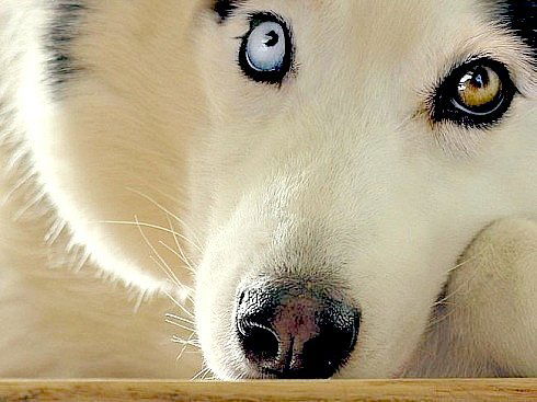 Анушаван Погосян