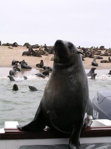 Денис Тихомиров