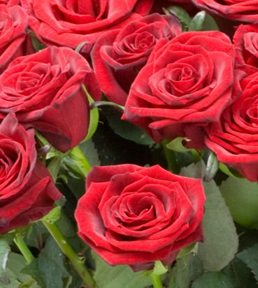 Аягоз Бейсембаева