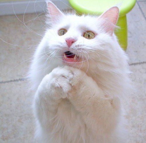 Малика Багаева