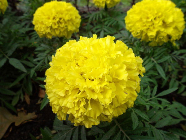 Жанна Дуисенбаева