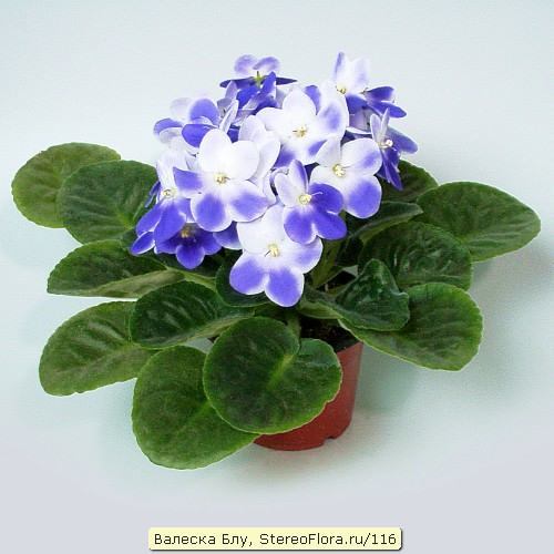 Дмитрий Федоров