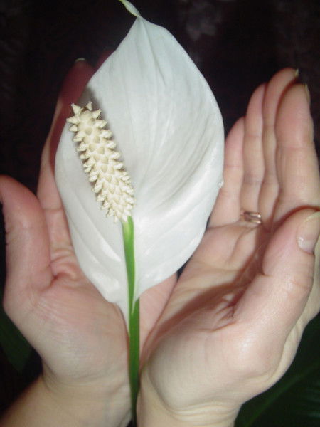 Ольга Громова