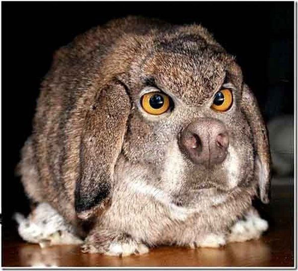 Константин Терёхин