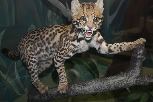 Светлана Севостьянова