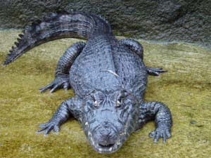 Сергей Кораблев