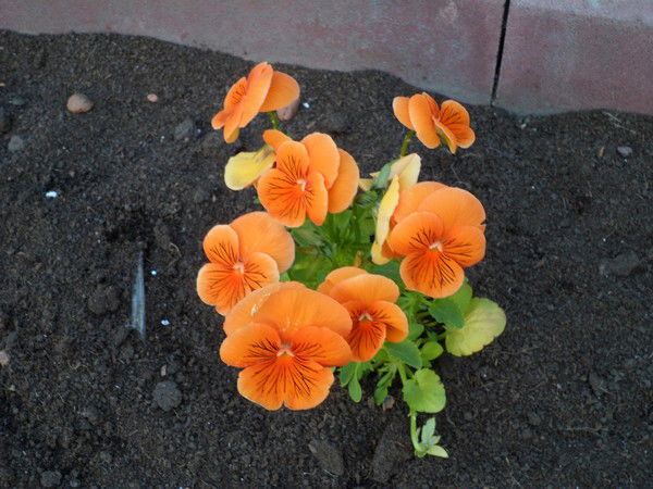 Вита Логвин