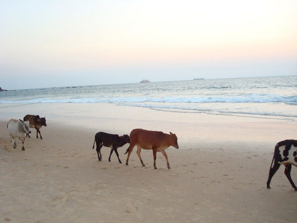 Игорь Гомозов