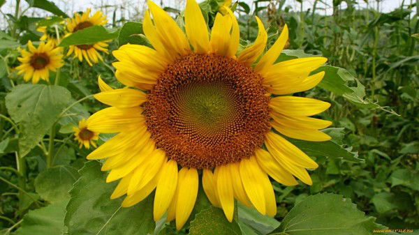 Лия Боспила