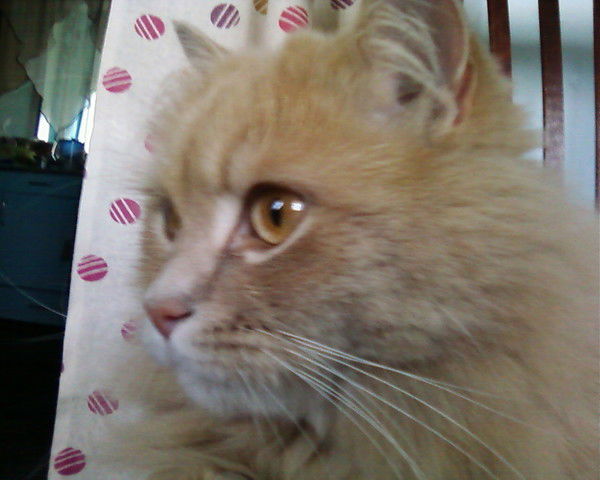 Надежда Шалагина