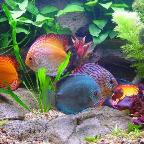 Александр Сныткин