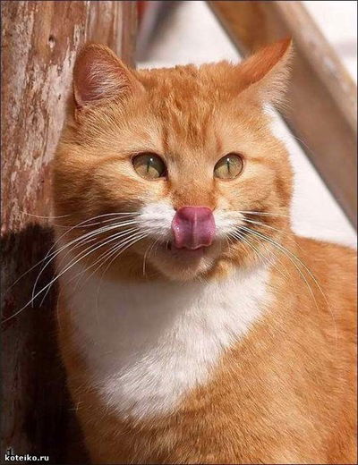 Никита Терехов