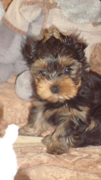 Оксана Войт