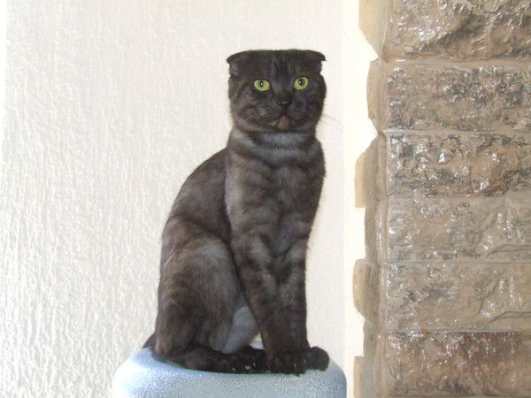 Эвелина Сыздыкова