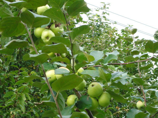 Прим Геолаб