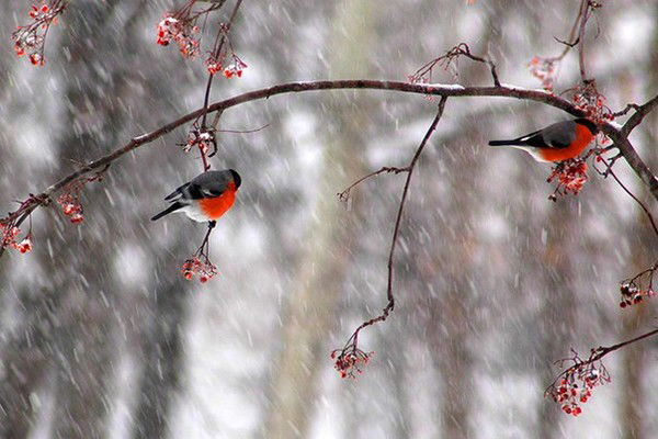 Омаргали Айгара