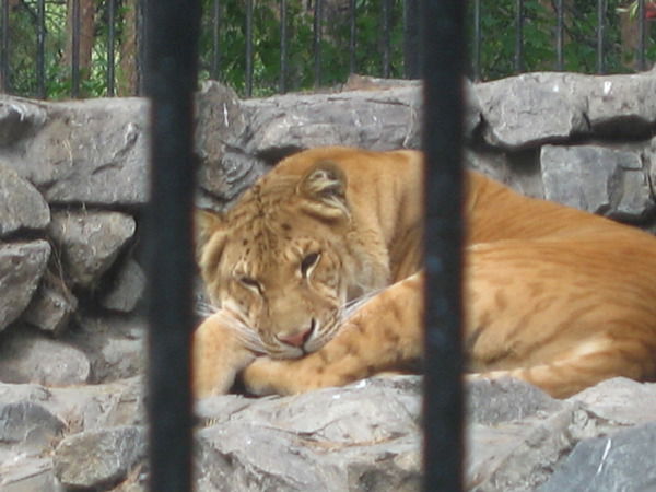 Кирилл Фомин