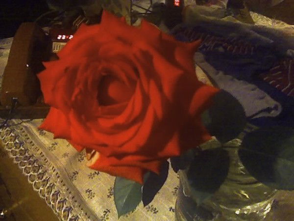 Александра Кочеткова