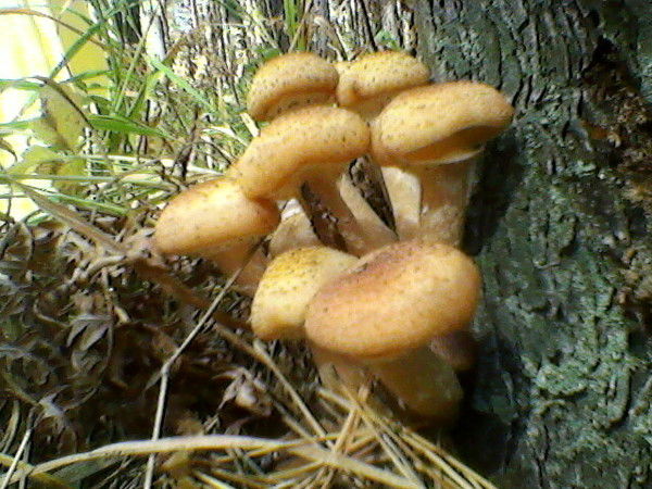 Борис Князев