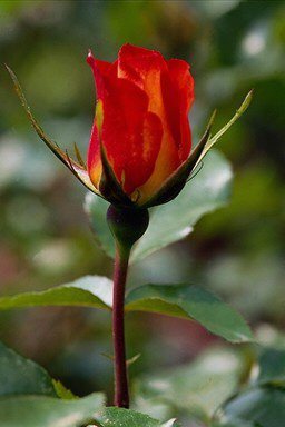 Аргимбаева Айсара