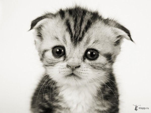 Людмила Морозова