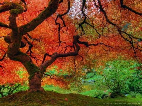 Айша Алькенова