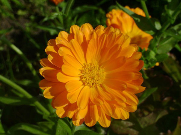 Светлана Т - К