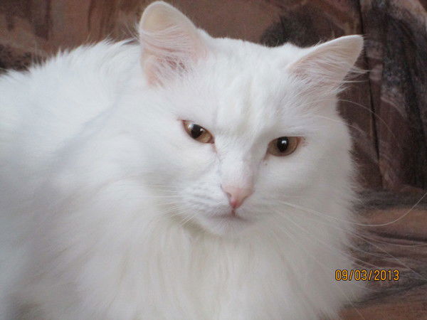 Мокрушин Александр