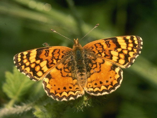 Пётр Любимов