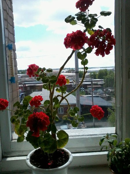 Антонина Широкорад