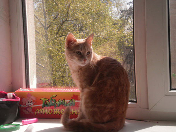 Анжела Степановская