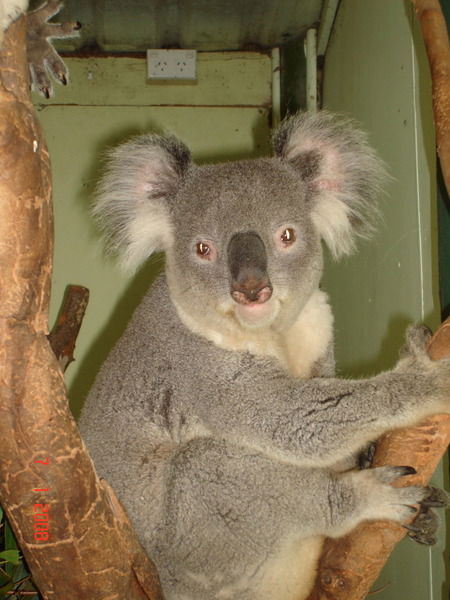 Александр Пяк