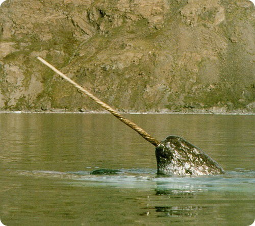 *анатолий* Томуса