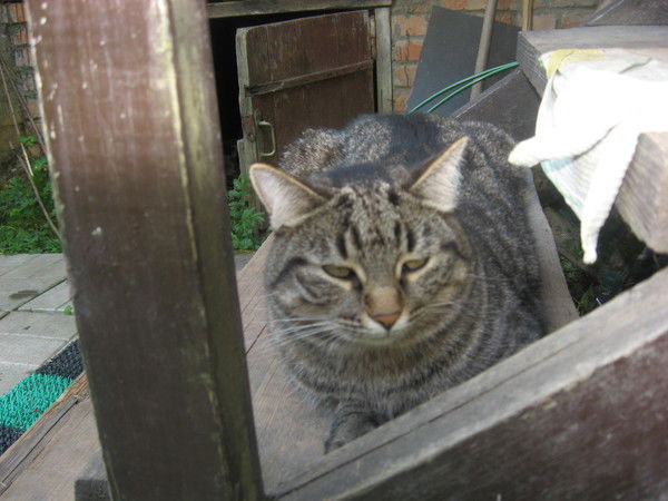 Аня Сиротина