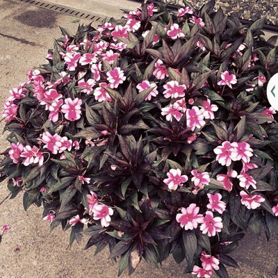 Камила Валеева