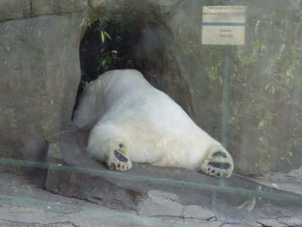 Анюта Переседова