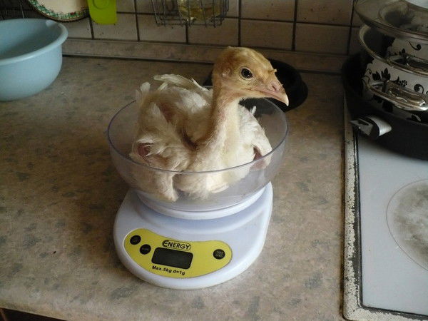 Алексей Заварзин