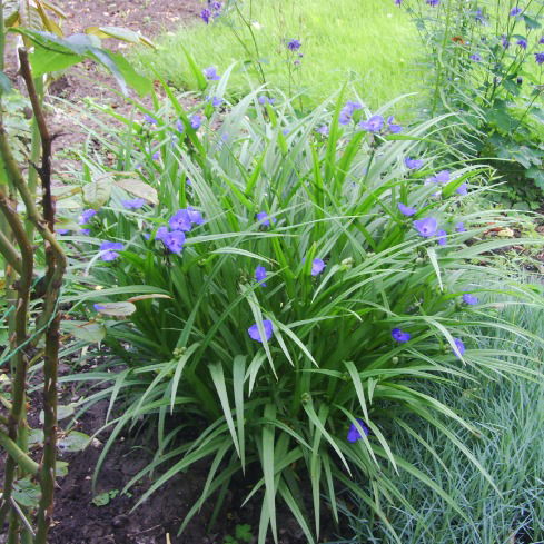 Алёна Чикани