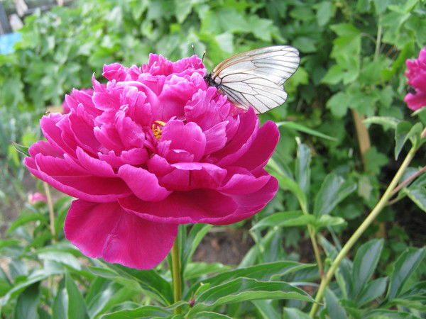 Оксана Андриевская