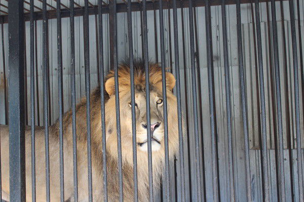 Александр Синельников