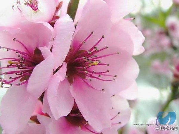 Шаповал Виктория