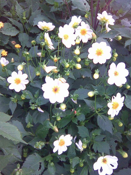 Нина Кулькова