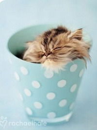 Наталия Орехова