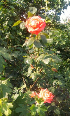 Семен Давид