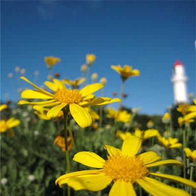 Юлия Субботина