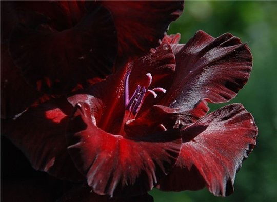 Татьяна Белозерова