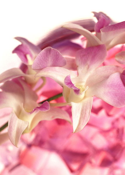 Анастасия Глазунова