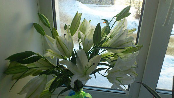 Юлия Голубь