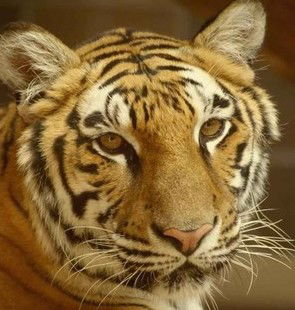 Алевтина Кутушова